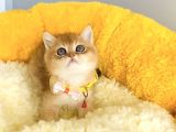 Üst Düzey Golden British Shorthair Isteyenlere Özel