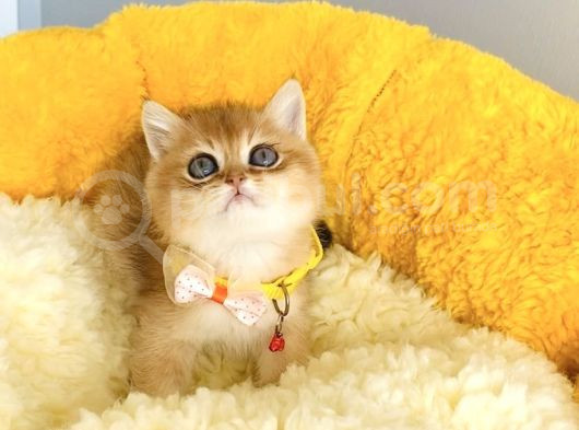 Üst Düzey Golden British Shorthair Isteyenlere Özel görsel