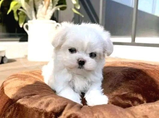 Maltesse Terrier Cinsleri