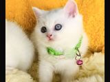 Nadir Ve Özel Oddeyes Brıtısh Shorthair