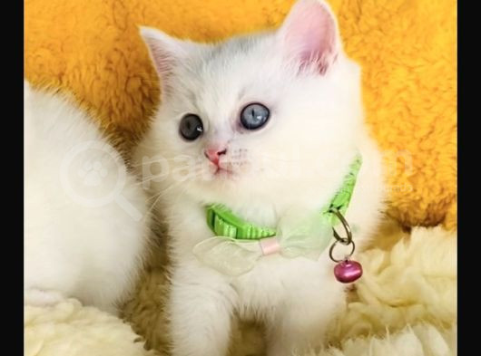 Nadir Ve Özel Oddeyes Brıtısh Shorthair görsel