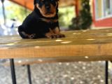 Rottweiler Yavrular Isteyene Özel Macar
