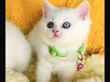 Nadir Ve Özel Oddeyes Brıtısh Shorthair
