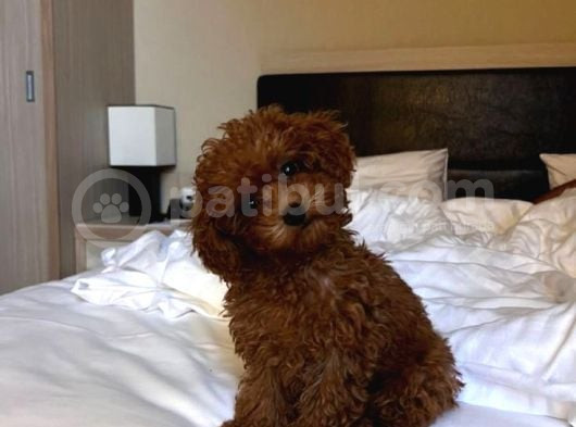 Şeker Komasina Sokan Güzelli̇kler Toy Poodle görsel