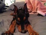 Düşmanlara Saf Sıkıntı Veren Doberman Yavruları