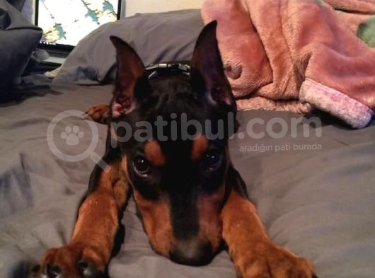 Düşmanlara Saf Sıkıntı Veren Doberman Yavruları görsel