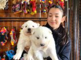 KAR BEYAZI SAMOYED