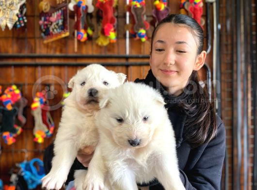 Kar Beyazi Samoyed