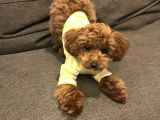 ŞEKER KOMASINA SOKAN GÜZELLİKLER TOY POODLE