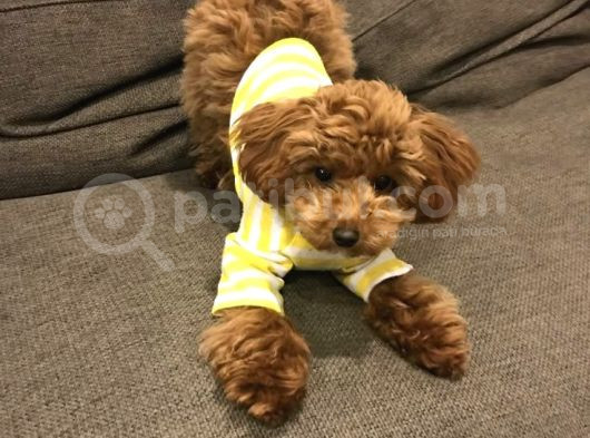 Şeker Komasina Sokan Güzelli̇kler Toy Poodle