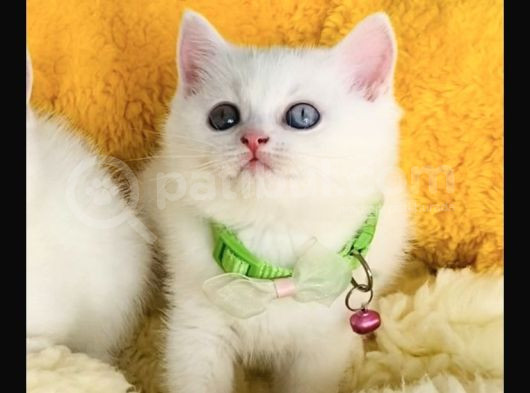 Nadir Ve Özel Oddeyes Brıtısh Shorthair görsel