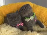 Top Kafalı Blue Scotısh Brıtısh Yavruslrım