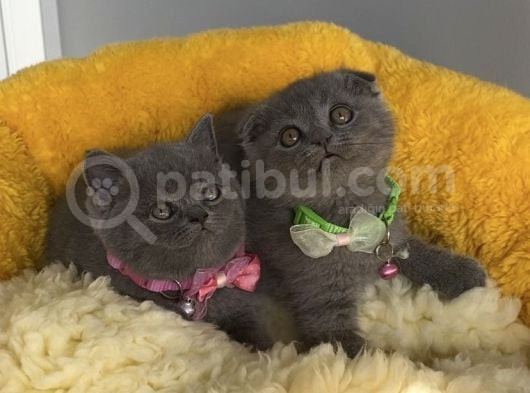 Top Kafalı Blue Scotısh Brıtısh Yavruslrım