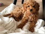 Evinizin Neşesi Toy Poodle Yavrular