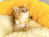 Üst Düzey Golden British Shorthair Isteyenlere Özel