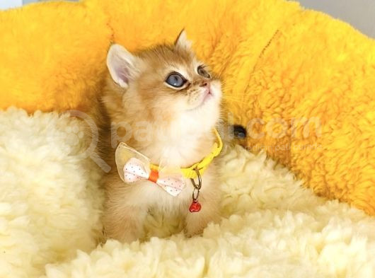 Üst Düzey Golden British Shorthair Isteyenlere Özel görsel