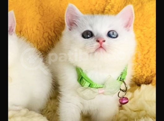 Nadir Ve Özel Oddeyes Brıtısh Shorthair görsel