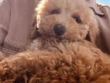 Güzeller güzeli Toy Poodle Yavrumu Sahiplendiriyorum