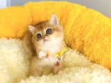 Üst Düzey Golden British Shorthair Isteyenlere Özel