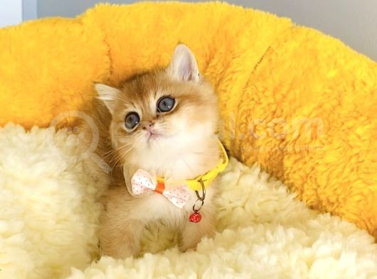Üst Düzey Golden British Shorthair Isteyenlere Özel görsel