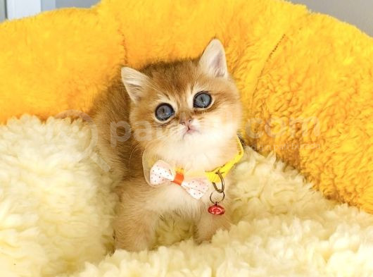 Üst Düzey Golden British Shorthair Isteyenlere Özel görsel