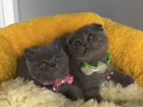 Top Kafalı Blue Scotısh Brıtısh Yavruslrım