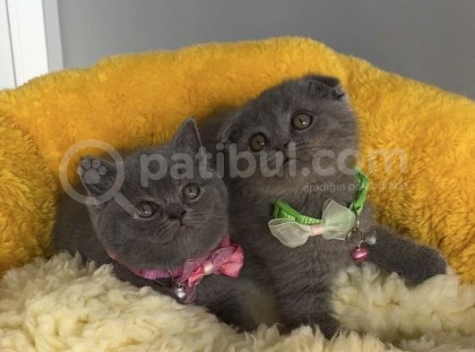 Top Kafalı Blue Scotısh Brıtısh Yavruslrım görsel