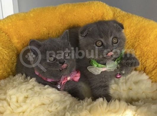 Top Kafalı Blue Scotısh Brıtısh Yavruslrım görsel