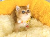 Üst düzey golden british shorthair isteyenlere ÖZEL