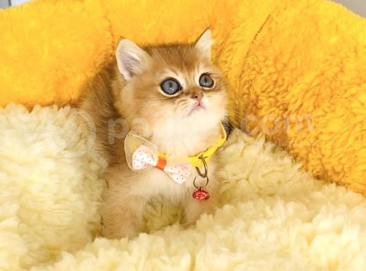 Üst Düzey Golden British Shorthair Isteyenlere Özel