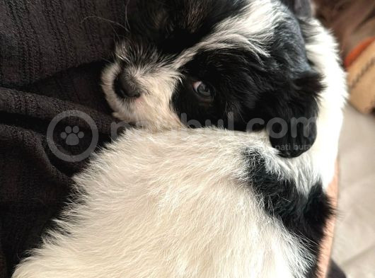 Teacup Boy Morkie görsel