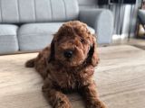 Kore Kan Poodle Yavrularımız