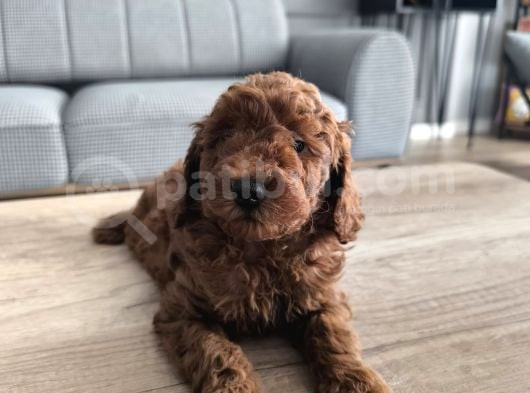 Kore Kan Poodle Yavrularımız görsel