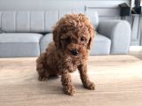 Kore Kan Poodle Yavrularımız