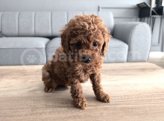 Kore Kan Poodle Yavrularımız görsel