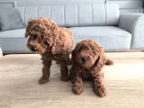 Kore kan poodle yavrularımız