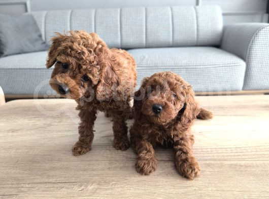 Kore Kan Poodle Yavrularımız