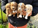 Sıfır Numara Büyümeyen Maltipoo Bebişler