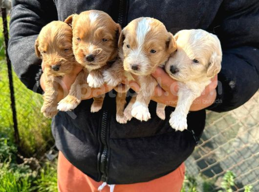 Sıfır Numara Büyümeyen Maltipoo Bebişler görsel
