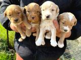 Sıfır Numara Büyümeyen Maltipoo Bebişler
