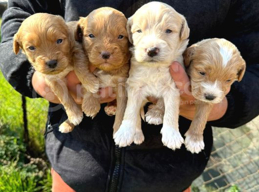 Sıfır Numara Büyümeyen Maltipoo Bebişler görsel