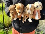 Sıfır Numara Büyümeyen Maltipoo Bebişler
