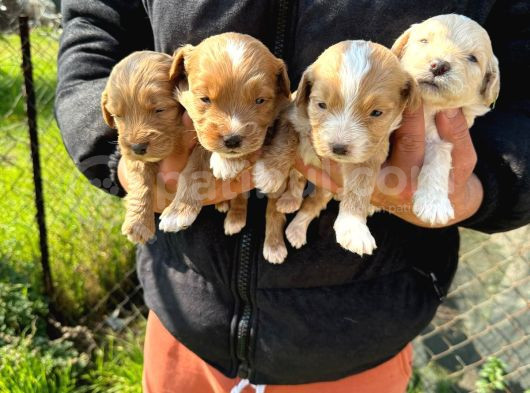 Sıfır Numara Büyümeyen Maltipoo Bebişler