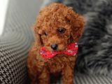 Kore Kan Poodle Yavrularımız