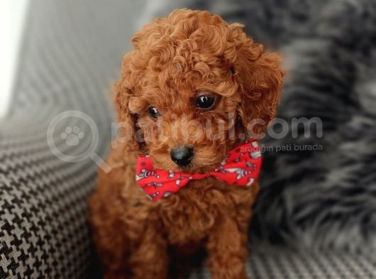 Kore Kan Poodle Yavrularımız görsel