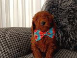 Kore Kan Poodle Yavrularımız
