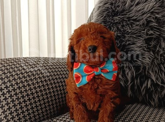 Kore Kan Poodle Yavrularımız görsel