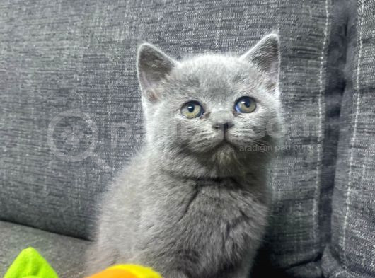 Kalite Tesadüf Değil Tercihtir