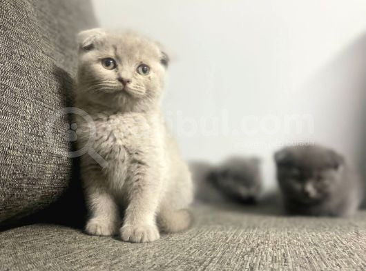 Kalite Tesadüf Değil Tercihtir görsel