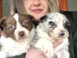 Border Collie Yavrular